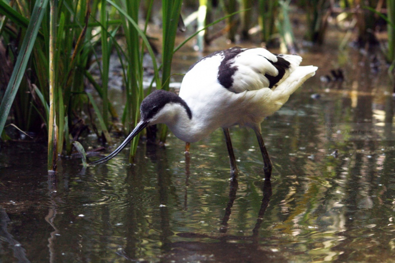 AVOCETTA - Avocet - Recurvirostra avosetta - Luogo: Laguna di Orbetello - Albinia (GR) - Autore: Claudia