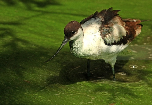 AVOCETTA - Avocet - Recurvirostra avosetta - Luogo: Riserva naturale Diaccia Botrona (GR) - Autore: Alvaro