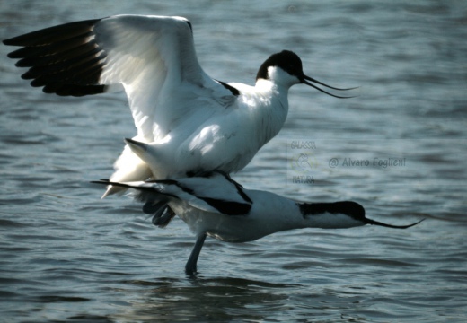 AVOCETTA - Avocet - Recurvirostra avosetta - Luogo: Parco della Salina di Cervia (RA) - Autore: Alvaro