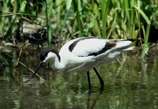 AVOCETTA - Avocet - Recurvirostra avosetta - Luogo: Riserva naturale Padule Orti-Bottagone - Piombino (LI) - Autore: Alvaro