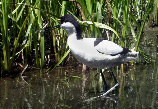 AVOCETTA - Avocet - Recurvirostra avosetta - Luogo: Riserva naturale Padule Orti-Bottagone - Piombino (LI) - Autore: Alvaro