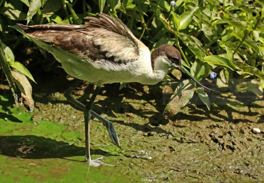 AVOCETTA - Avocet - Recurvirostra avosetta - Luogo: Laguna di Orbetello - Albinia (GR) - Autore: Claudia