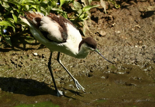 AVOCETTA - Avocet - Recurvirostra avosetta - Luogo: Riserva naturale Diaccia Botrona (GR) - Autore: Alvaro