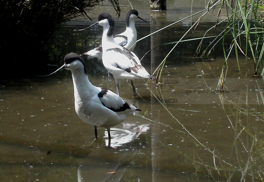 AVOCETTA - Avocet - Recurvirostra avosetta - Luogo: Parco della Salina di Cervia (RA) - Autore: Alvaro
