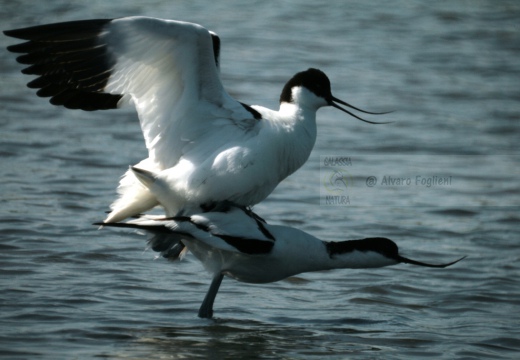 AVOCETTA - Avocet - Recurvirostra avosetta - Luogo: Parco della Salina di Cervia (RA) - Autore: Alvaro