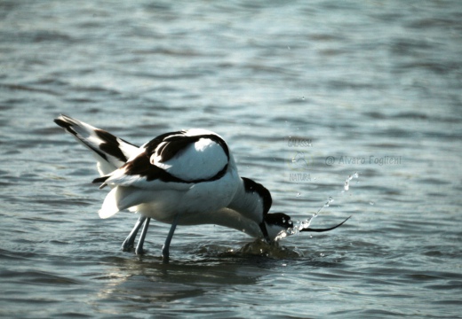 AVOCETTA - Accoppiamento