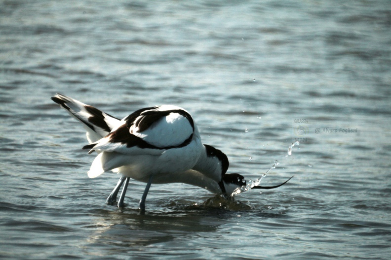 AVOCETTA - Avocet - Recurvirostra avosetta - Luogo: Parco della Salina di Cervia (RA) - Autore: Alvaro