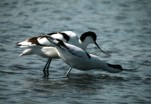 AVOCETTA - Avocet - Recurvirostra avosetta - Luogo: Parco della Salina di Cervia (RA) - Autore: Alvaro