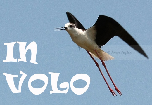 CAVALIERE D'ITALIA - Black-winged Stilt - Himantopus himantopus