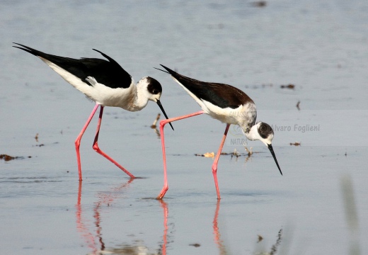 CAVALIERE D'ITALIA, Black-winged Stilt, Himantopus himantopus - Luogo: Risaie nei pressi di Isola della Scala (VR) - Autore: Alvaro