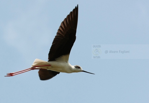 CAVALIERE D'ITALIA - Black-winged Stilt - Himantopus himantopus - Luogo: Risaie di cascina Torre (NO) - Autore: Alvaro