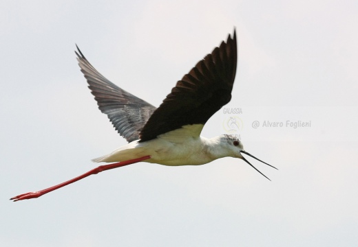 CAVALIERE D'ITALIA, Black-winged Stilt, Himantopus himantopus - Luogo: risaie pavesi (PV) - Autore: Alvaro 