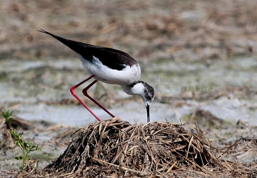  CAVALIERE D'ITALIA - Black-winged Stilt - Himantopus himantopus - Luogo: Risaie nei pressi di Sozzago (NO) - Autore: Alvaro