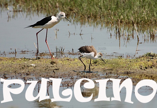 CAVALIERE D'ITALIA - Black-winged Stilt - Himantopus himantopus