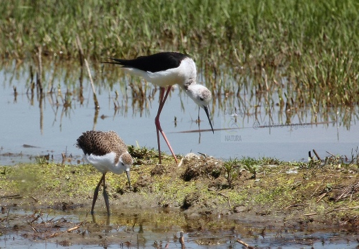 CAVALIERE D'ITALIA - Black-winged Stilt - Himantopus himantopus - Luogo: Oasi di Tivoli (MO) - Autore: Alvaro