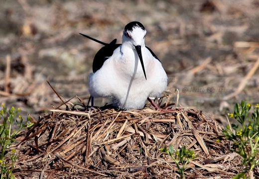  CAVALIERE D'ITALIA - Black-winged Stilt - Himantopus himantopus - Luogo: Risaie nei pressi di Sozzago (NO) - Autore: Alvaro