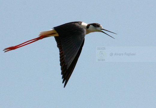 CAVALIERE D'ITALIA - Black-winged Stilt - Himantopus himantopus - Luogo: Risaie di cascina Torre (NO) - Autore: Alvaro