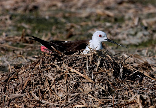  CAVALIERE D'ITALIA - Black-winged Stilt - Himantopus himantopus - Luogo: Risaie nei pressi di Sozzago (NO) - Autore: Alvaro