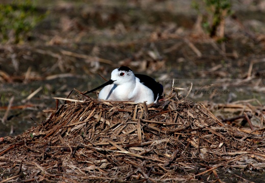  CAVALIERE D'ITALIA - Black-winged Stilt - Himantopus himantopus - Luogo: Risaie nei pressi di Sozzago (NO) - Autore: Alvaro