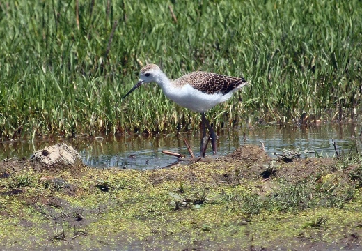 CAVALIERE D'ITALIA - Black-winged Stilt - Himantopus himantopus - Luogo: Oasi di Tivoli (MO) - Autore: Alvaro