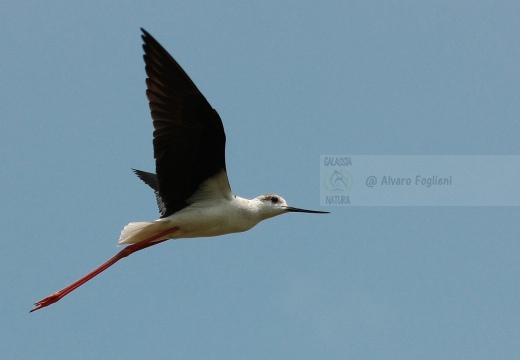 CAVALIERE D'ITALIA - Black-winged Stilt - Himantopus himantopus - Luogo: Risaie di cascina Kyrie (NO) - Autore: Alvaro