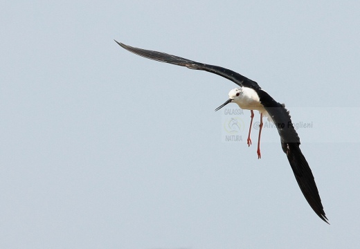  CAVALIERE D'ITALIA - Black-winged Stilt - Himantopus himantopus - Luogo: Risaie di San Pietro Mosezzo (NO) - Autore: Alvaro 