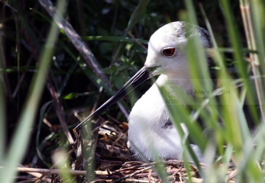  CAVALIERE D'ITALIA - Black-winged Stilt - Himantopus himantopus - Luogo: Risaie lungo la strada Borgolavezzaro (NO) - Cilavegna (PV) - Autore: Alvaro