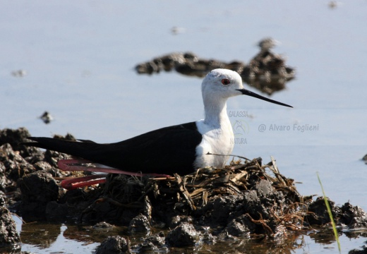 CAVALIERE D'ITALIA - Black-winged Stilt - Himantopus himantopus - Luogo: Risaie nei pressi di Fontanetto Po (VC) - Autore: Alvaro