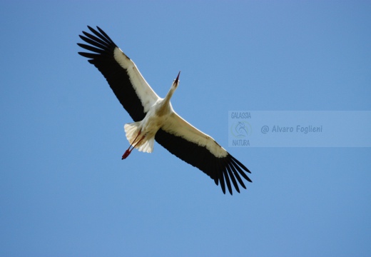 CICOGNA BIANCA - White Stork - Ciconia ciconia - Luogo: Barengo (NO) - Autore: Claudia