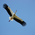 CICOGNA BIANCA - White Stork - Ciconia ciconia - Luogo: Barengo (NO) - Autore: Claudia