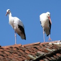 CICOGNA BIANCA - White Stork - Ciconia ciconia - Luogo: Parco Lombardo della Valle del Ticino - Torre d'Isola (PV) - Autore: Claudia