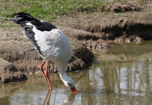 CICOGNA BIANCA - White Stork - Ciconia ciconia - Luogo: Q.re Missaglia (MI) / Rozzano (MI) - Autore: Claudia