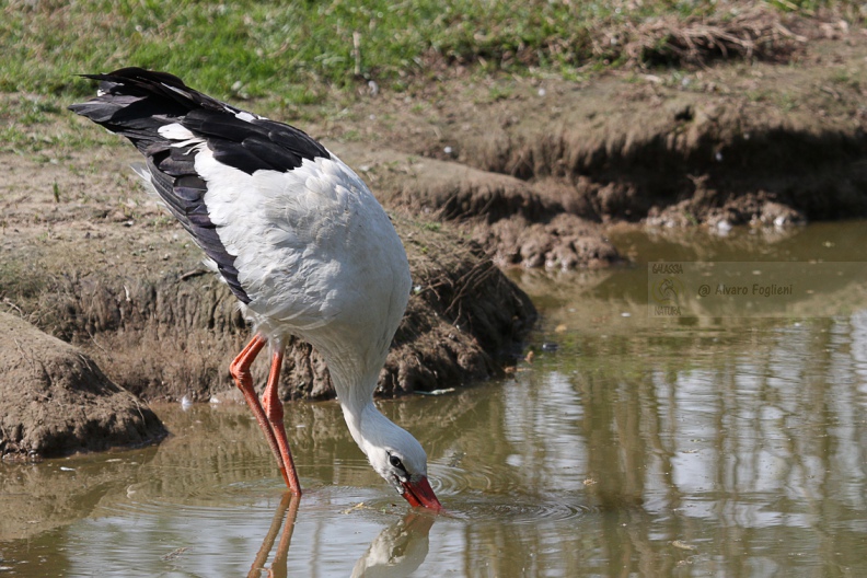 CICOGNA BIANCA - White Stork - Ciconia ciconia - Luogo: Q.re Missaglia (MI) / Rozzano (MI) - Autore: Claudia