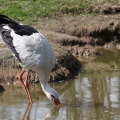CICOGNA BIANCA - White Stork - Ciconia ciconia - Luogo: Q.re Missaglia (MI) / Rozzano (MI) - Autore: Claudia