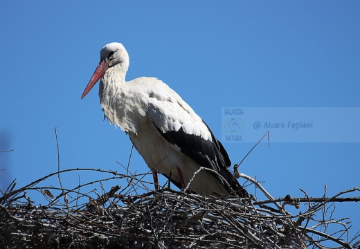 CICOGNA BIANCA - White Stork - Ciconia ciconia - Luogo: Vistarino (PV) - Autore: Alvaro