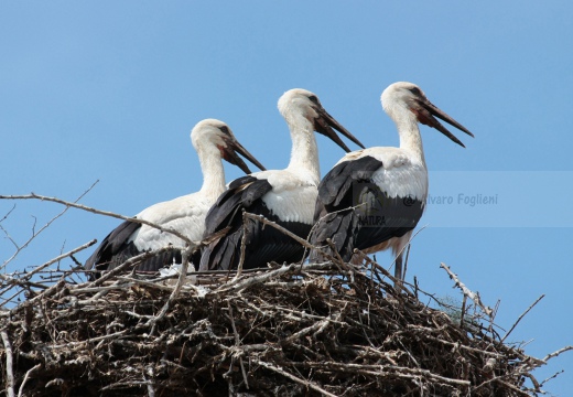 CICOGNA BIANCA - White Stork - Ciconia ciconia