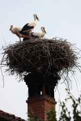 CICOGNA BIANCA - White Stork - Ciconia ciconia - 