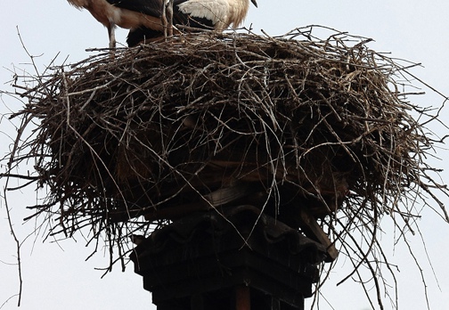 CICOGNA BIANCA - White Stork - Ciconia ciconia - 