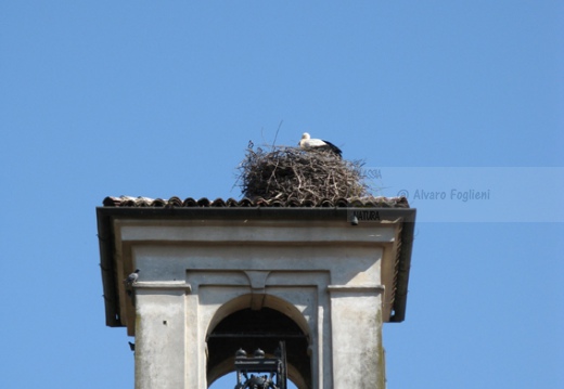 CICOGNA BIANCA - White Stork - Ciconia ciconia - Luogo: Vistarino (PV) - Autore: Alvaro