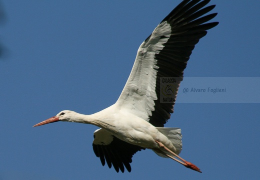 CICOGNA BIANCA - White Stork - Ciconia ciconia - Luogo: ex risaia di Bentivoglio (BO) - Autore: Alvaro