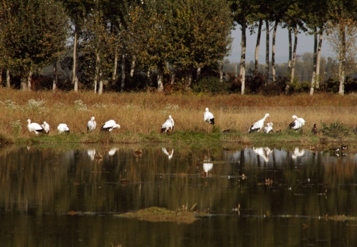 CICOGNA BIANCA - White Stork - Ciconia ciconia - Luogo: ex risaia di Bentivoglio (BO) - Autore: Alvaro