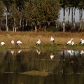 CICOGNA BIANCA - White Stork - Ciconia ciconia - Luogo: ex risaia di Bentivoglio (BO) - Autore: Alvaro