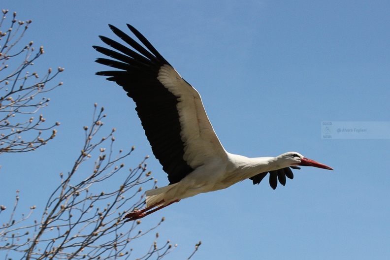 CICOGNA BIANCA - White Stork - Ciconia ciconia - Luogo: Quinto Stampi (MI) - Autore: Alvaro 