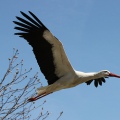 CICOGNA BIANCA - White Stork - Ciconia ciconia - Luogo: Quinto Stampi (MI) - Autore: Alvaro 