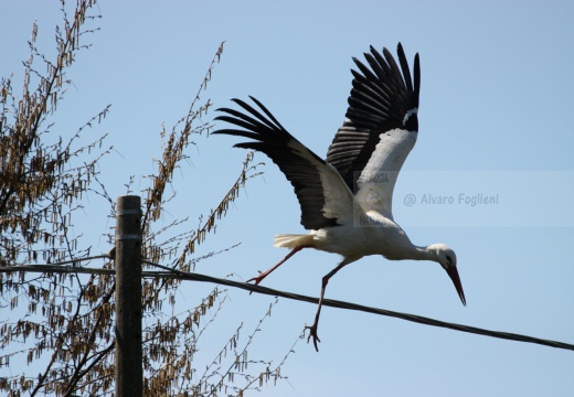 CICOGNA BIANCA - White Stork - Ciconia ciconia - Luogo: Quinto Stampi (MI) - Autore: Alvaro 