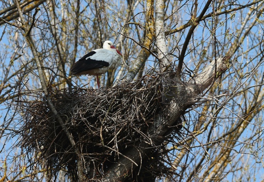 CICOGNA BIANCA - White Stork - Ciconia ciconia - Luogo: Oasi "La Rizza" - Bentivoglio (BO) - Autore: Alvaro