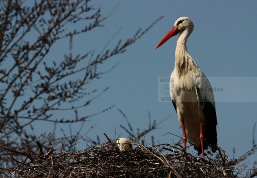 CICOGNA BIANCA - White Stork - Ciconia ciconia - Luogo: Oasi "La Rizza" - Bentivoglio (BO) - Autore: Alvaro