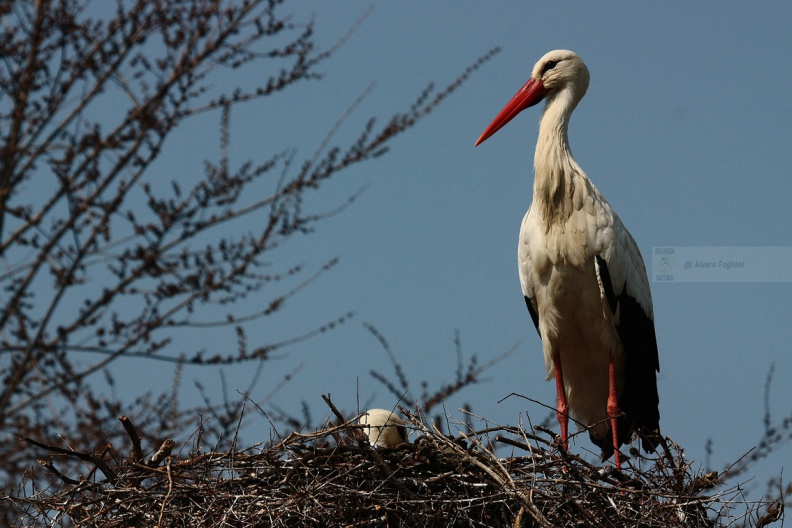 CICOGNA BIANCA - White Stork - Ciconia ciconia - Luogo: Oasi "La Rizza" - Bentivoglio (BO) - Autore: Alvaro
