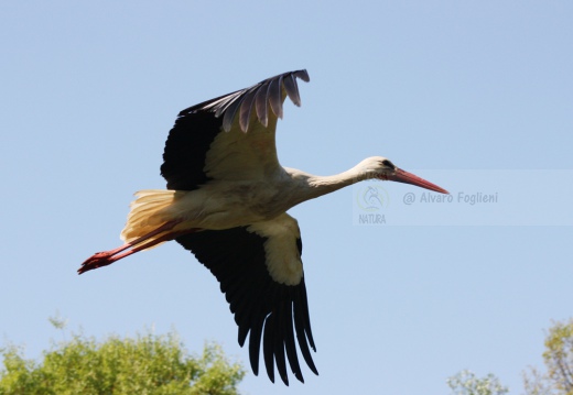 CICOGNA BIANCA - White Stork - Ciconia ciconia - Luogo: Parco Lombardo della Valle del Ticino - Torre d'Isola (PV) - Autore: Claudia