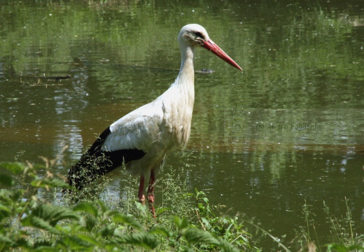 CICOGNA BIANCA - White Stork - Ciconia ciconia - Luogo: ex risaia di Bentivoglio (BO) - Autore: Alvaro